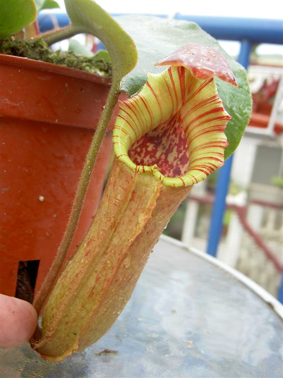 Nepenthes truncata Highland Red